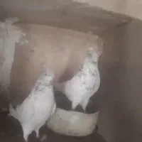 کبوتر پرشی اس|پرنده|مهدی شهر, |دیوار