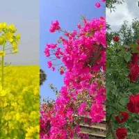 اجاره منزل ۷۰ متری در فیض آباد