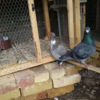 جوجه کبوتر مسافتی پلاکی آتم کفتر|پرنده|ارومیه, |دیوار