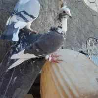 قهر دم سفید با سبز المانی