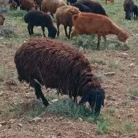 پشم گوسفند و پشم شیشه‌ای