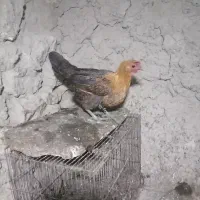 سه عدد مرغ تخم گذار|حیوانات مزرعه|مسجد سلیمان, |دیوار