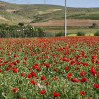 فروشی-زمین-برای-ساخت-مسکونی-وتجارت
