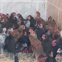 بزرگ ترین حراج جوجه مرغ خروس در شیراز  ارسال رایگا