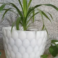 ۴گل دلفین به فروش می رسد|گل و گیاه طبیعی|پیر سلیمان, |دیوار