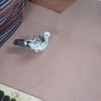 دو عدد کبوتر .کفتر نر و ماده بالغ|پرنده|صومعه‌سرا, |دیوار