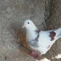 کفتر پرش سنگین تهران