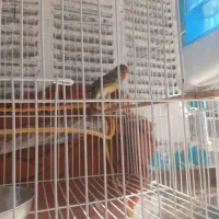 قناری جفت نر سوخته