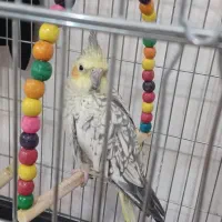 عروس هلندی|پرنده|اصفهان, عطار نیشابوری|دیوار