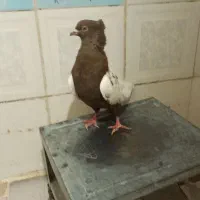 سرته قهوه ای|پرنده|خرم‌آباد, |دیوار