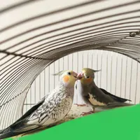 عروس هلندی|پرنده|کرج, ساسانی|دیوار