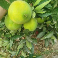 فروش واشتان همان تامسان