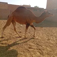 شتر ماده مایه