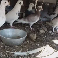 کبوتر فروشی کوار