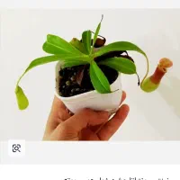 گیاه حشره خوار ونوس|گل و گیاه طبیعی|نیشابور, شهرک اندیشه|دیوار