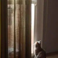 گربه اسکاتیش بریتیش|گربه|ابریشم, |دیوار