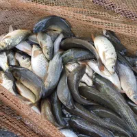 فروش بچه ماهی وزن ۵۰گرم کپور. آمور. بیگ هد.|ماهی|شاهرود, |دیوار