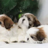 توله های نژاد شیتزو اصیل|سگ|تهران, صادقیه|دیوار