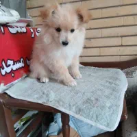 توله پاپی خانگی|سگ|حبیب آباد, |دیوار