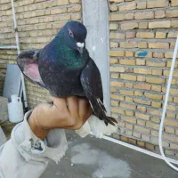 فروش کبوتر|پرنده|بندر ترکمن, |دیوار