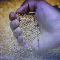 وام فوری و طلای قسطی