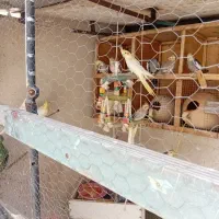 لوازم جانبی حیوانات