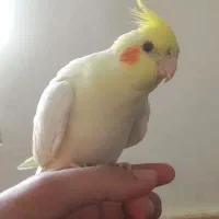 عروس هلندی گمشده در ماسور