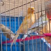 فروش قناری|پرنده|بروجن, |دیوار