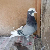 کبوتر شمرونی