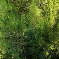 درختهای زینتی|گل و گیاه طبیعی|خفر, |دیوار