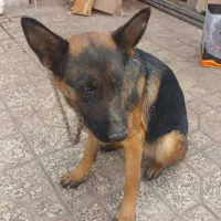 سگ گوش تیز|سگ|مبارکه, |دیوار