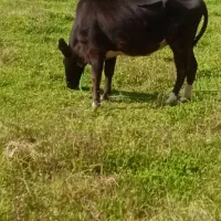 گاو دوگ محلی|حیوانات مزرعه|سنگر, |دیوار