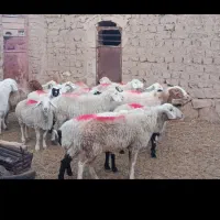 تعدادمیش وچبوش بزغاله ماده قیمت3550|حیوانات مزرعه|گزیک, |دیوار