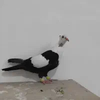 کلاغ سه رگ کلکسیونی