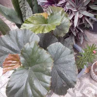 گل‌های شاداب|گل و گیاه طبیعی|خوی, |دیوار