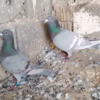کبوتر خط سفید