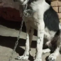 یک عدد حیوون ۷ماهه فوق العاده درشت سر کله دار .