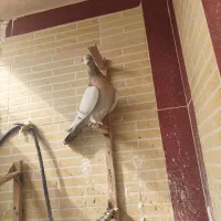 شهری وخودمونی