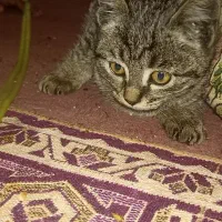 واگذاری گربه مشکی