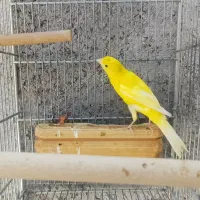 قناری نر طلایی سیر سیر دهن زن پر رنگ