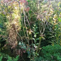 گلهای فضای باز (بیرونی)|گل و گیاه طبیعی|کلاچای, |دیوار