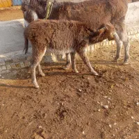 الاغ زاییده جوان|حیوانات مزرعه|تاکستان, |دیوار