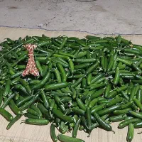 خیار  قلمی تازه درجه یک