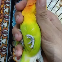 جفت برزیلی مولد|پرنده|قائم‌شهر, |دیوار