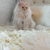 رویال کت ( گربه اشرافی )