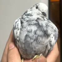 کبوتر کفتر گمشده پیدا شده