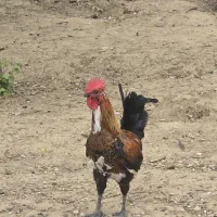 خروس گلین