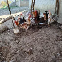 فروش مرغ خروس نیمچه جوجه گلین اصیل|حیوانات مزرعه|اردبیل, |دیوار