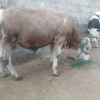 یک راس گوساله سیمینار اصل 8ماهه
