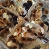 پخش انواع اردک پکنی بوقلمون جوجه رنگی محلی غاز|حیوانات مزرعه|تهران, مظاهری|دیوار